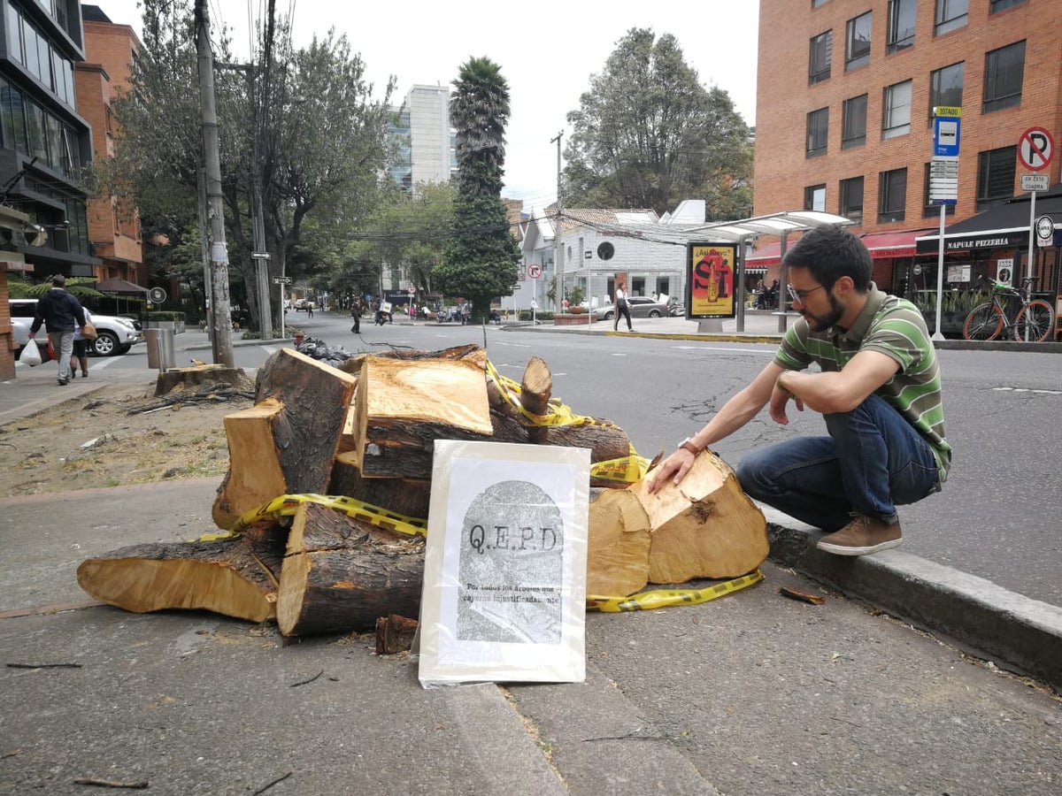 Tala de árboles en Chapinero