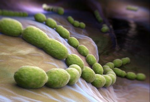 Bacteria: Foto de referencia