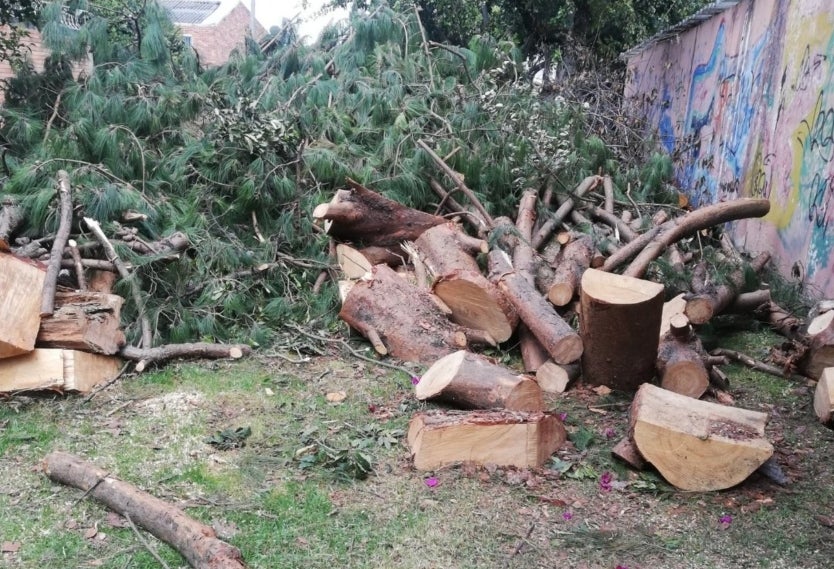 Tala de árboles en Bogotá