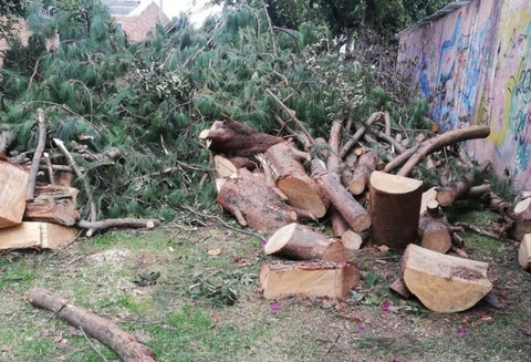 Tala de árboles en Bogotá