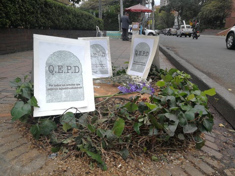 Árbol talado en Bogotá