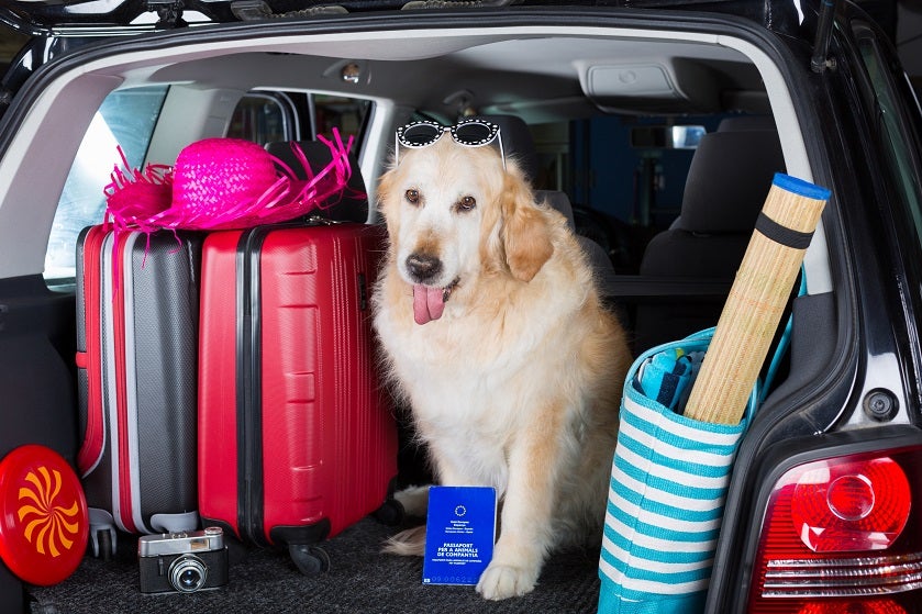 Viajar con la mascota
