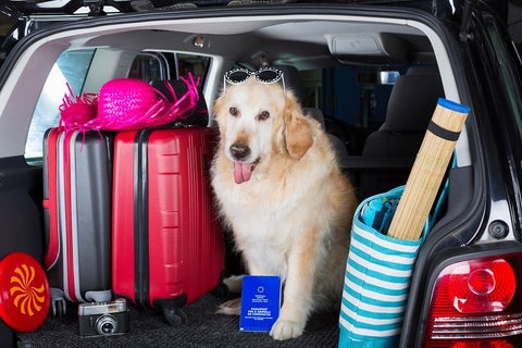 Viajar con la mascota