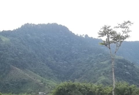 Jurisdicción de Risaralda