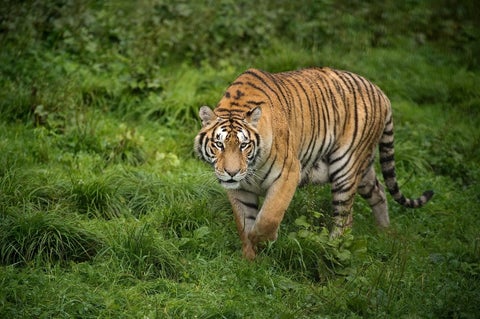 Tigre