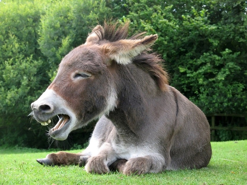 Burro