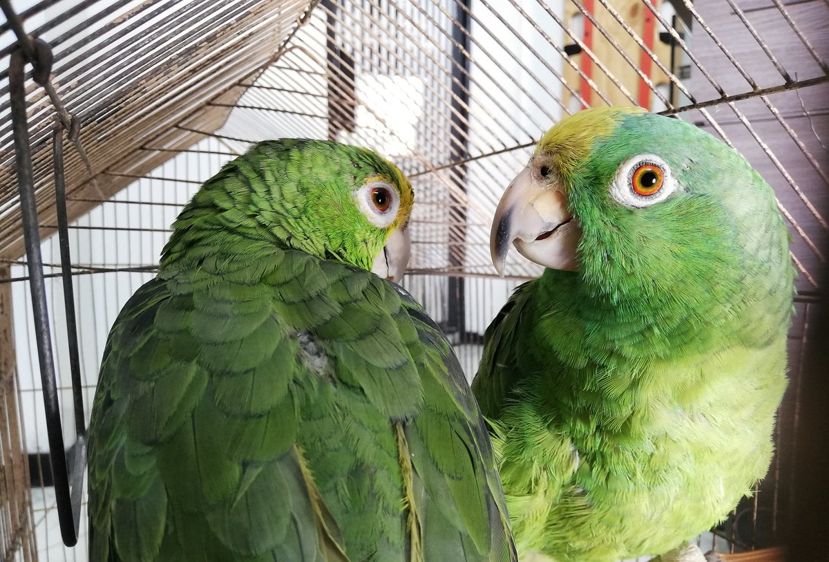 Estos fueron los animales silvestres recuperados por la Secretaria de Ambiente y por la Policía Ambiental.