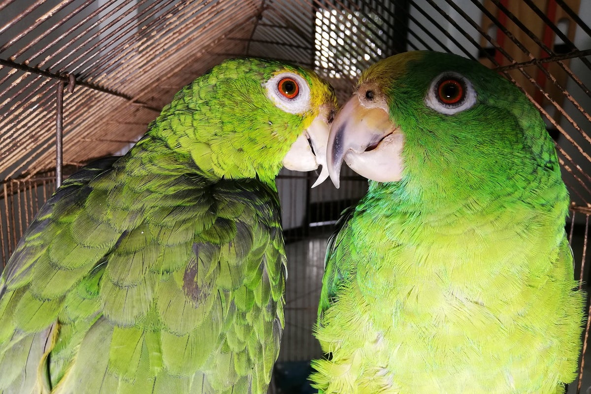 Estos fueron los animales silvestres recuperados por la Secretaria de Ambiente y por la Policía Ambiental.