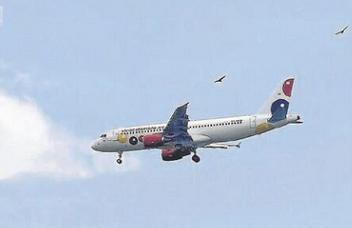 La emergencia sanitaria habría incrementado la presencia de gallinazos.