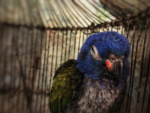 Estas aves fueron recuperadas en el occidente de Bogotá