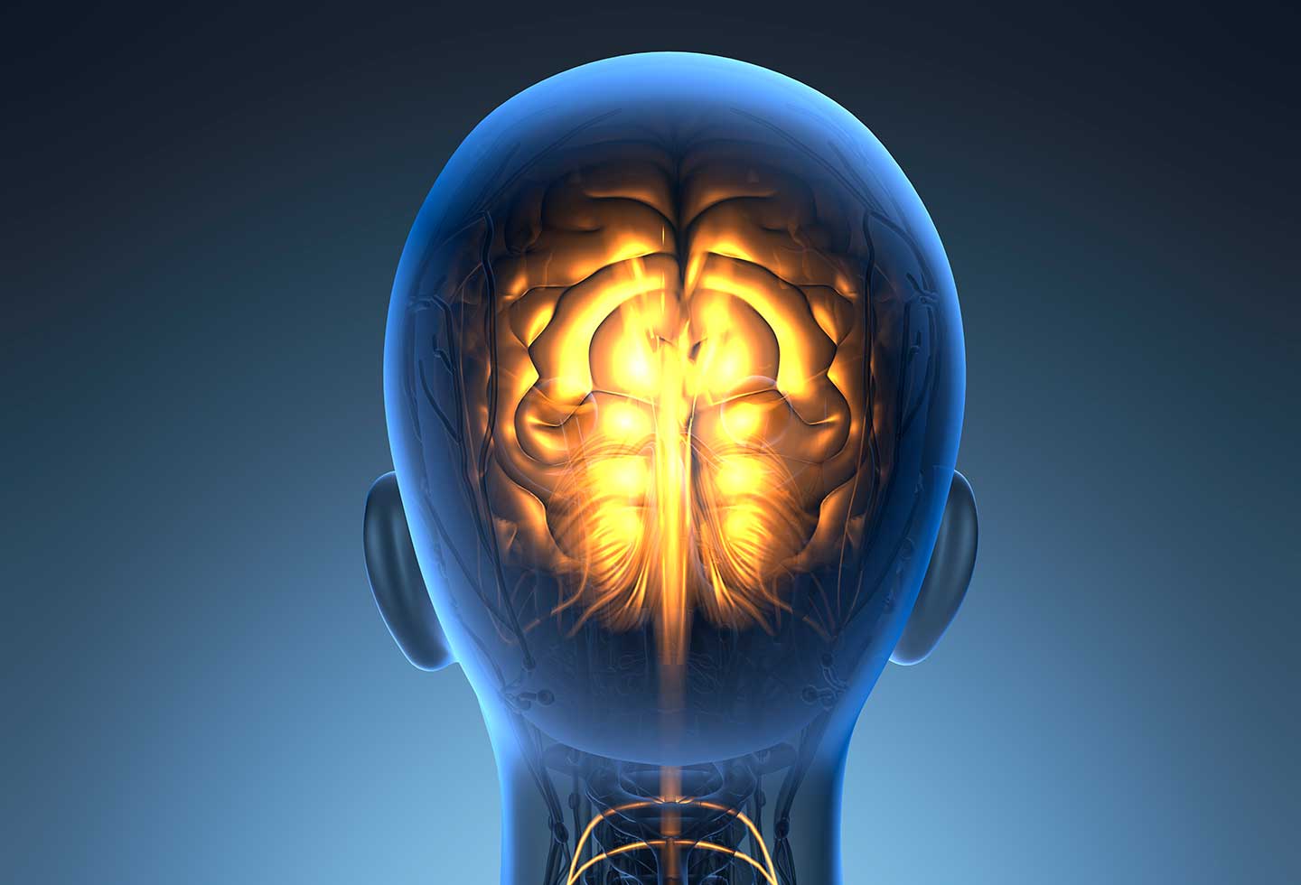 Cerebro humano