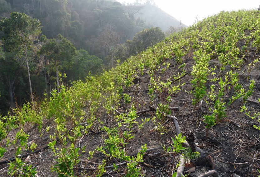Cultivos de hoja de coca