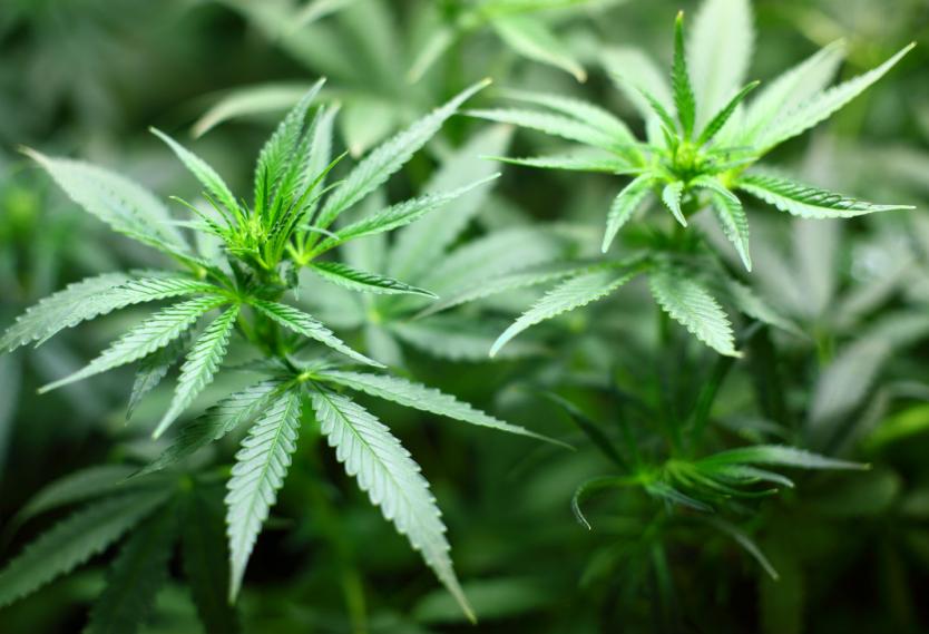 Los cultivos de marihuana iniciarían el próximo año.