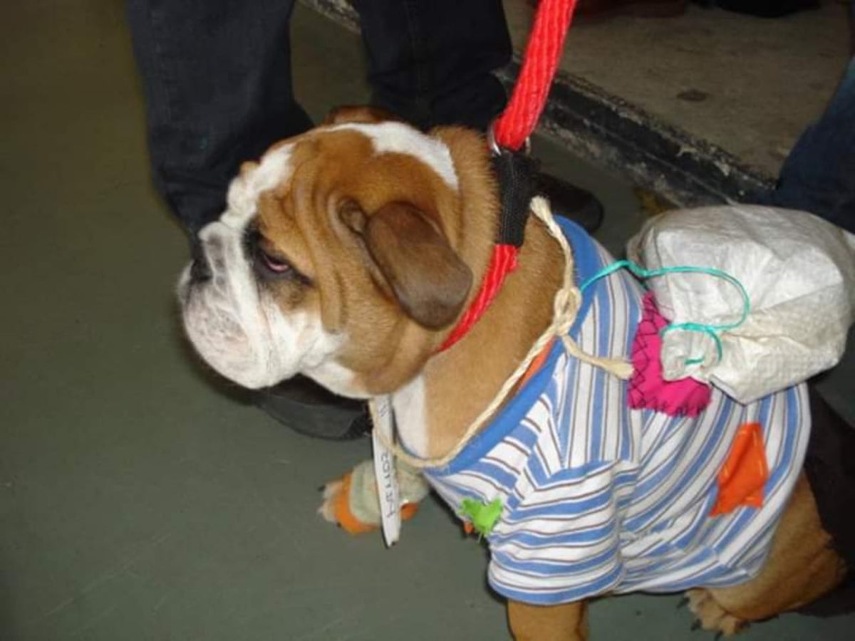 Disfraces para animales y sus recomendaciones