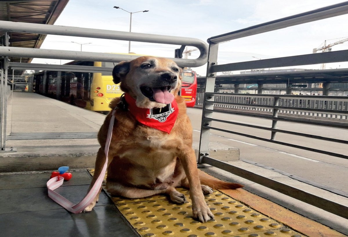 Las mascotas de razas grandes y medianas deben ingresar con collar y siempre estar sujetos por sus dueños.