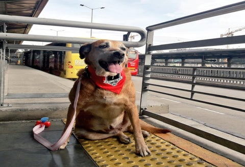 Las mascotas de razas grandes y medianas deben ingresar con collar y siempre estar sujetos por sus dueños.