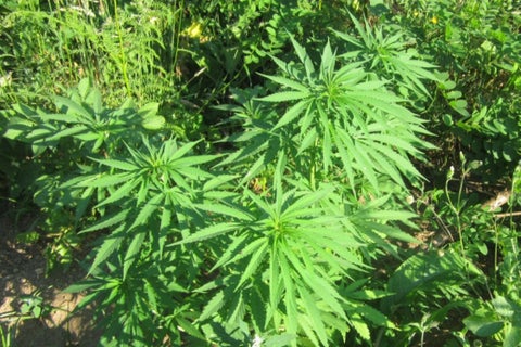Cannabis