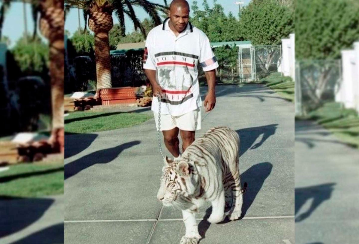 El exboxeador se ha destacado por tener varios tigres blancos de mascota. Según afirmó Tyson durante una entrevista, en solo una ocasión uno de sus tigres lo lastimo y fue sin culpa.