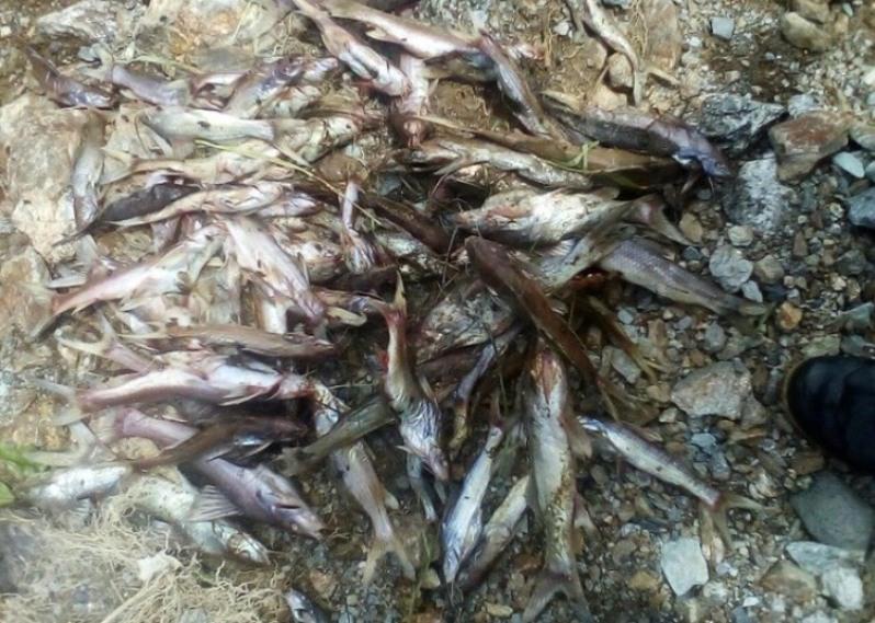 Una disminución repentina de los niveles de oxígeno en el lago habrían ocasionado la muerte de los peces.