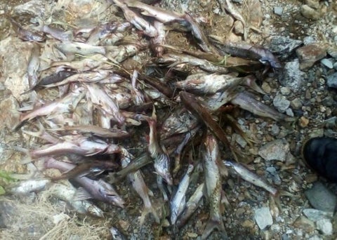 Una disminución repentina de los niveles de oxígeno en el lago habrían ocasionado la muerte de los peces.