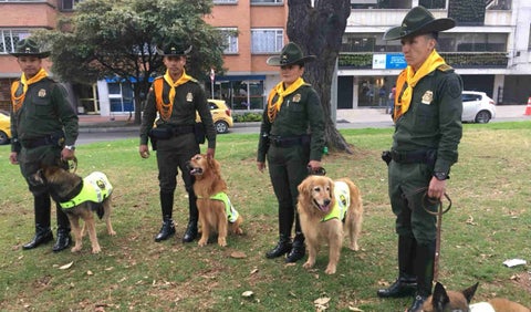 Perros serán dados en adopción