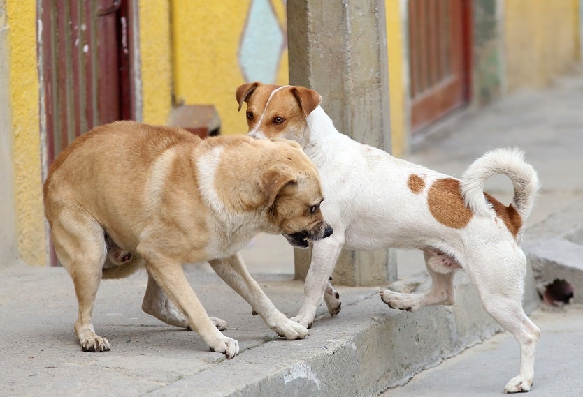 Perros callejeros en Ciudad Bolívar, Bogotá