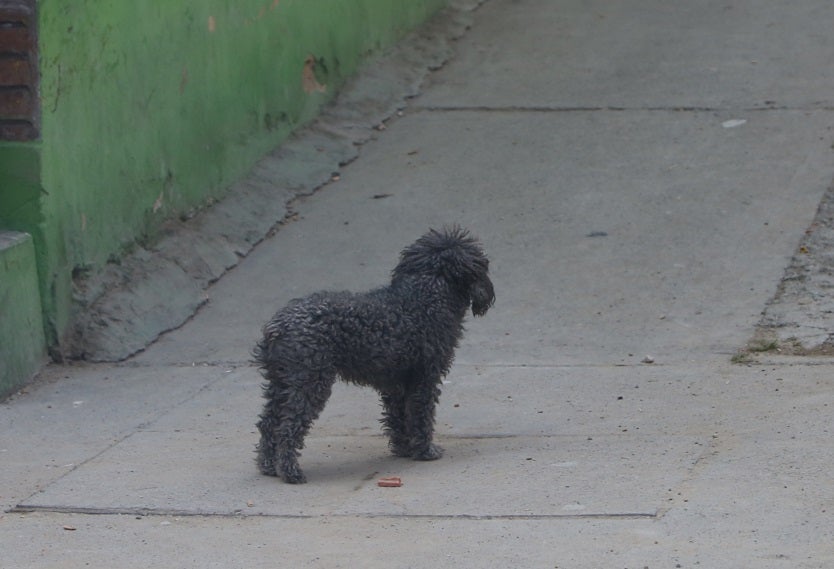 Perros callejeros en Ciudad Bolívar, Bogotá