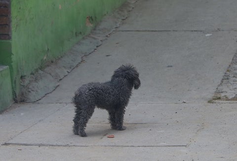 Perros callejeros en Ciudad Bolívar, Bogotá