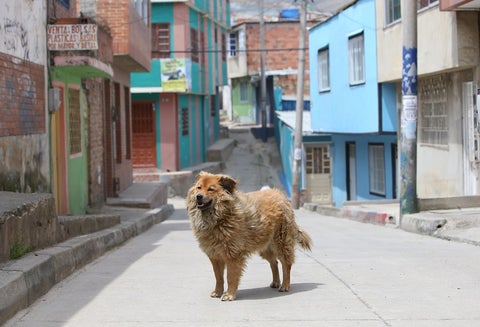 Perros callejeros en Ciudad Bolívar