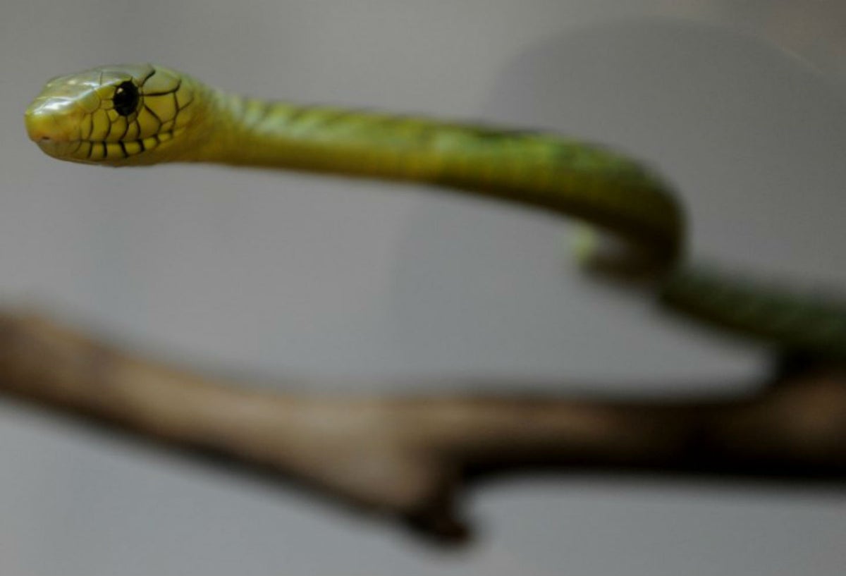 Serpiente atacó a turista