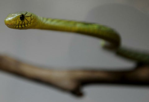 Serpiente atacó a turista