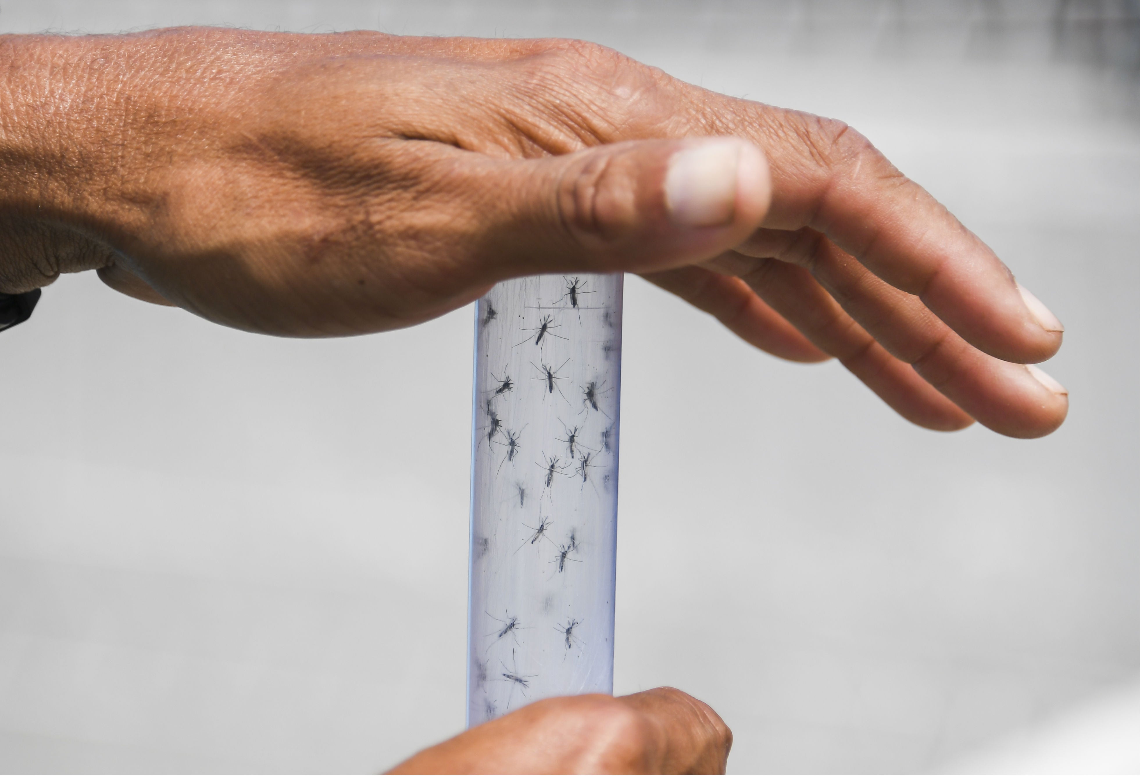 Zika