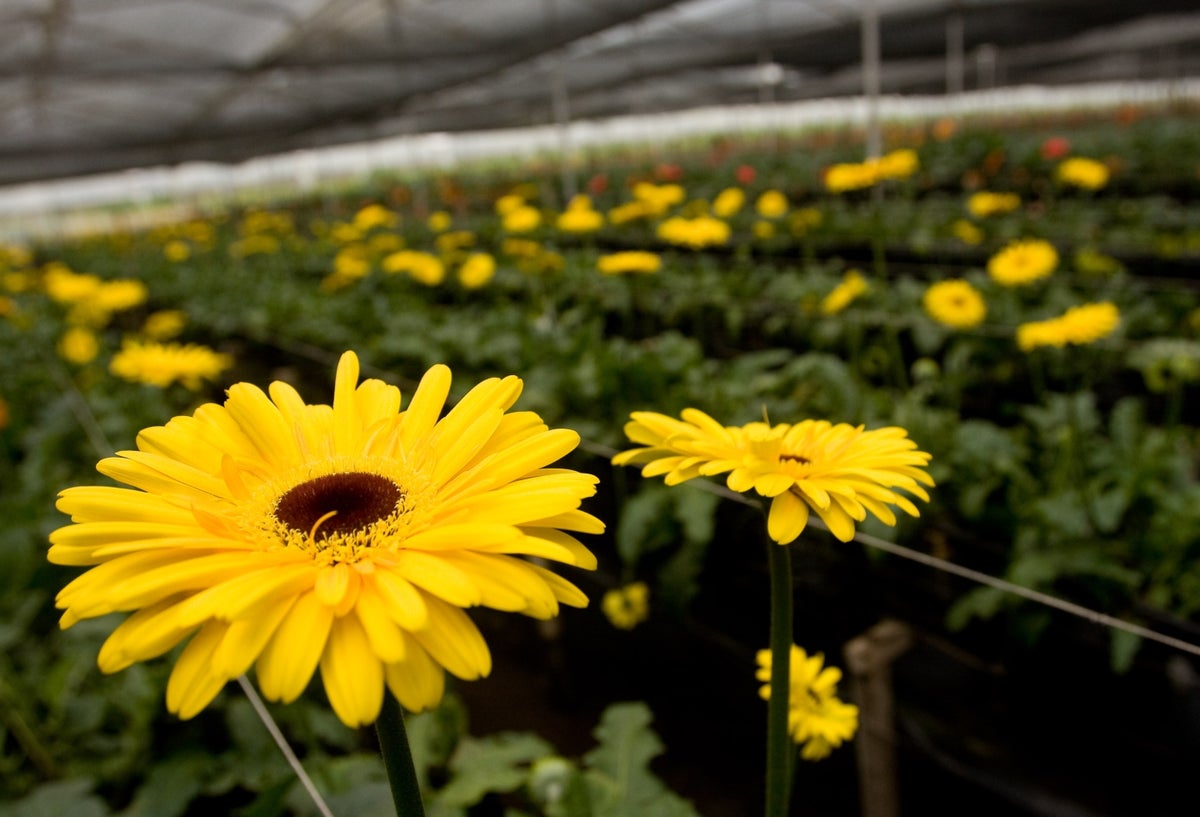 Los principales mercados de las flores colombianas son Estados Unidos, seguido de Reino Unido, Japón, Canadá y Rusia.