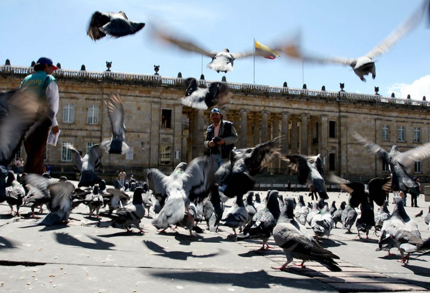 Sobrepoblación de palomas en la Plaza de Bolívar
