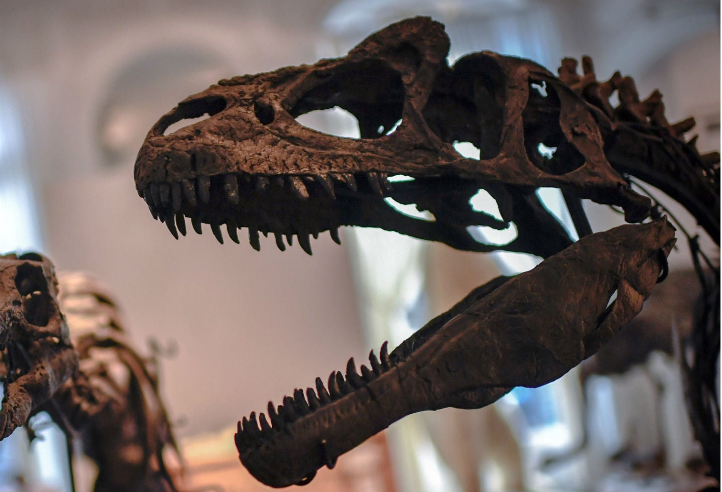 Hace 66 millones de años se produjo la extinción masiva del Cretácico-Paleógeno, que acabó con el 75 % de las especies terrestres.