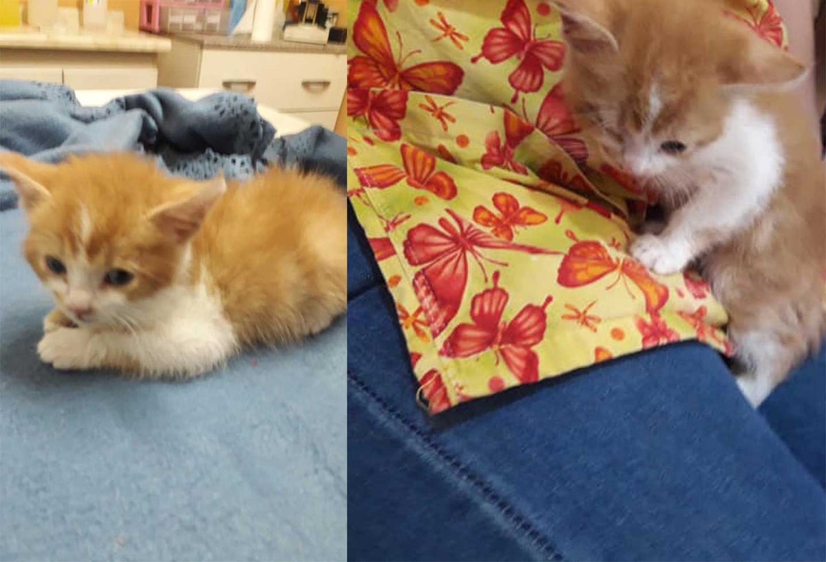 Gata Emilia fue victima de maltrato animal
