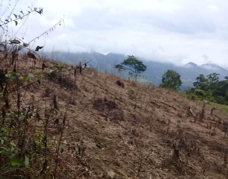 Terrenos fumigados con glifosato en Antioquia