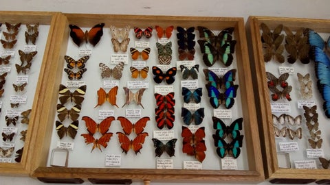 Mariposas halladas en Santander.