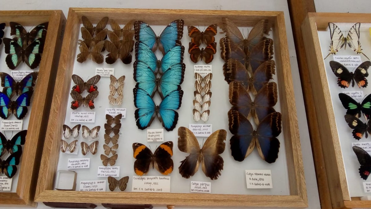 Mariposas halladas en Santander.