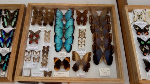 Mariposas halladas en Santander.