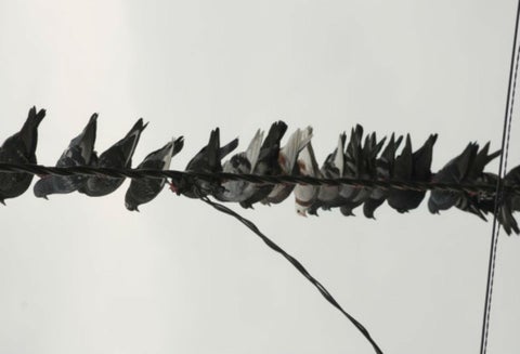Las palomas