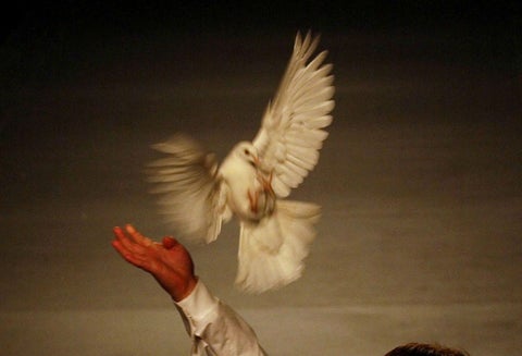 Las palomas mensajeras son una práctica ancestral en Alemania.