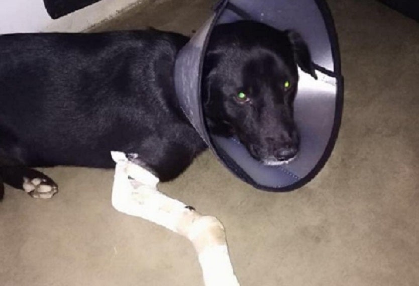 Nico, el perro herido