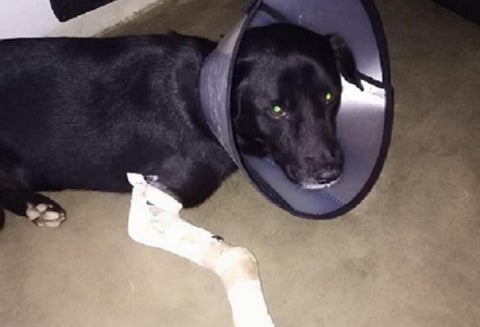 Nico, el perro herido
