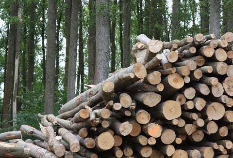 La biomasa es parte esencial de la sostenibilidad del planeta.