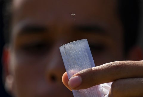 Mosquito del zika