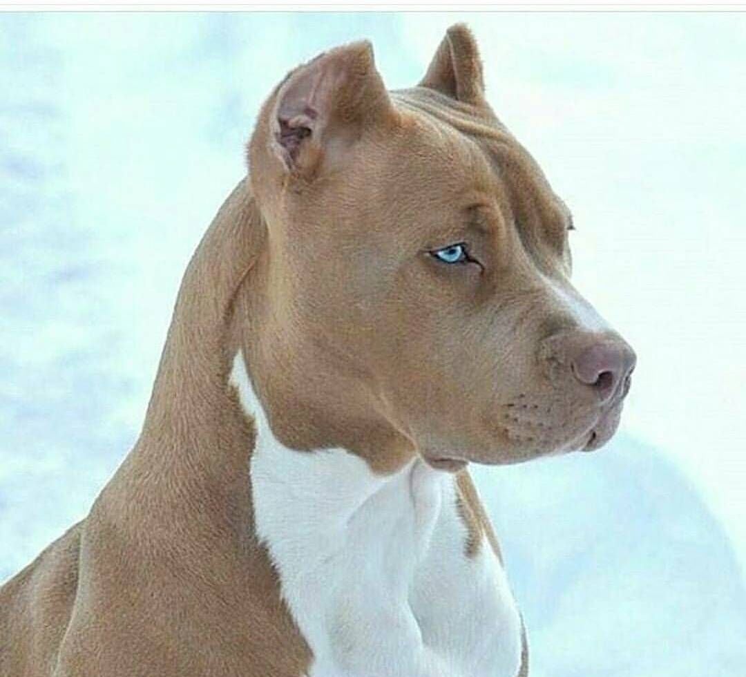 Protección animal