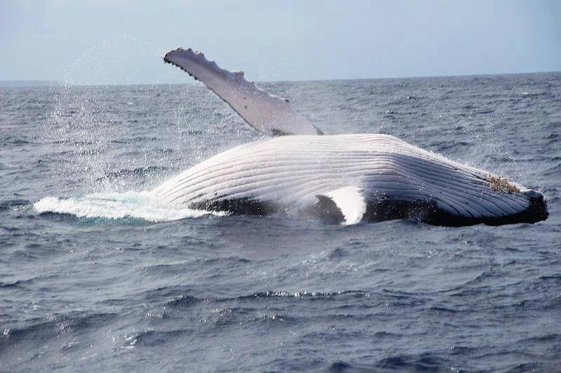 Japón continua con la caza de ballenas.