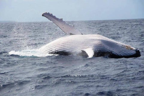 Japón continua con la caza de ballenas.
