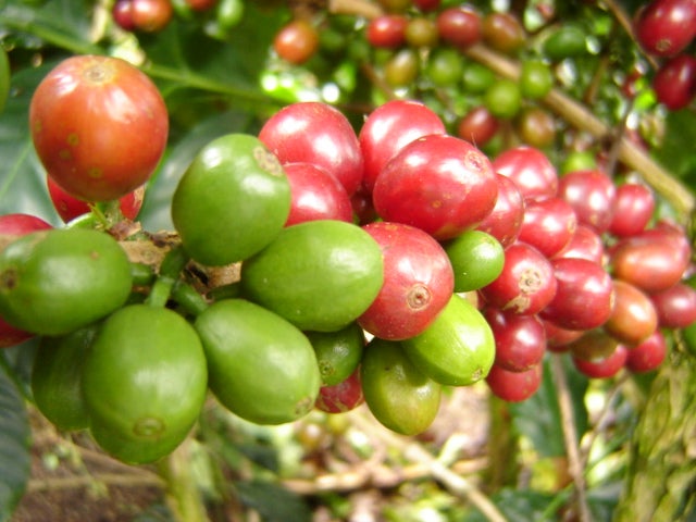 Grano de Café
